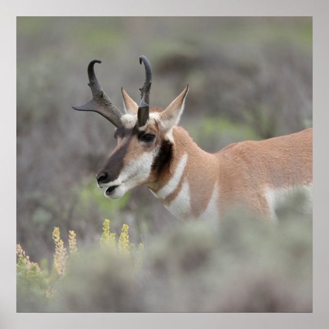 Póster Pronghorn Antelope Buck | Grandes tetones (Frente)