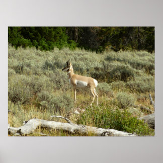 Póster Pronghorn en el Parque Nacional de Grand Teton
