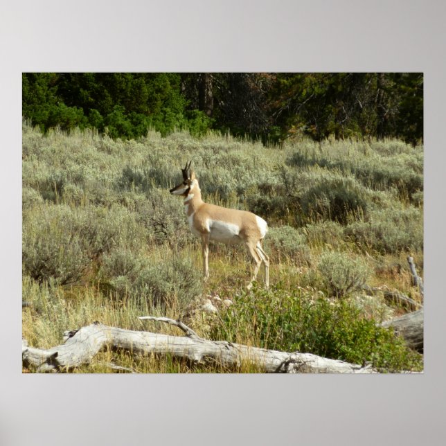 Póster Pronghorn en el Parque Nacional de Grand Teton (Frente)