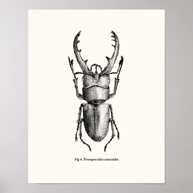 Póster Prosopocoilus astacoides - escarabajo gigante (Frente)