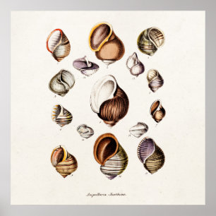 Póster Protcha de caracol retro personalizada con cáscara