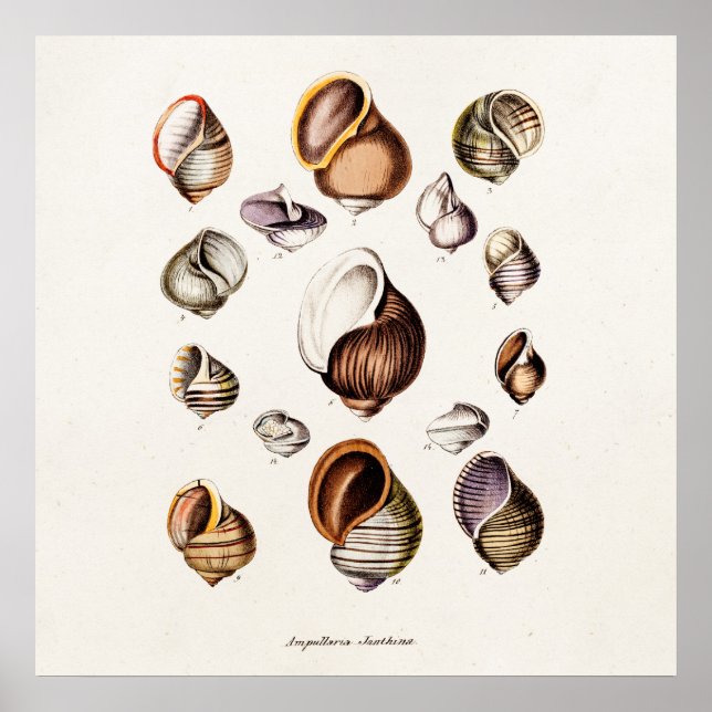Póster Protcha de caracol retro personalizada con cáscara (Frente)