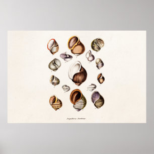 Póster Protcha de caracol retro personalizada con cáscara
