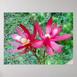 Póster Protea