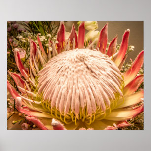 Póster Protea del Rey de Sudáfrica
