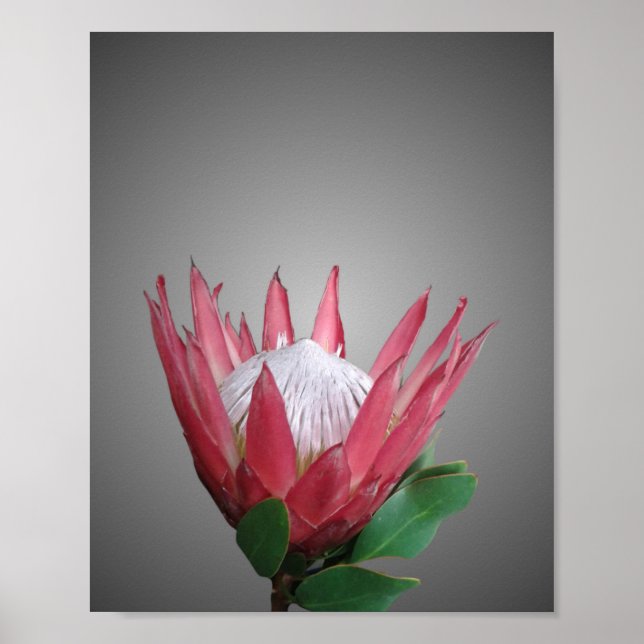 Póster Protea Flower (Frente)