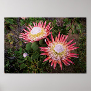 Póster Protea Rey (Protea Cynaroides), Helderberg