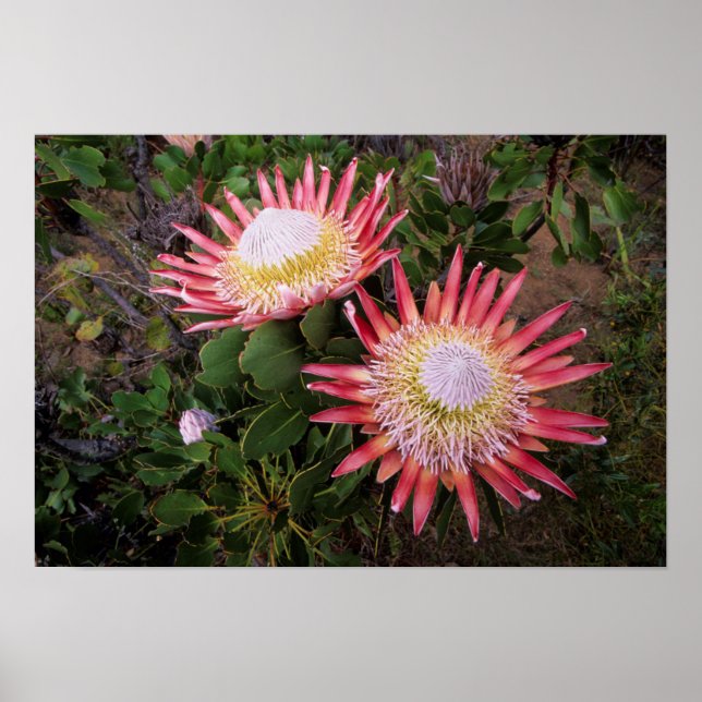 Póster Protea Rey (Protea Cynaroides), Helderberg (Frente)