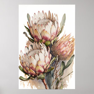 Póster Protea Sugarbushes Flores Art Print Poster
