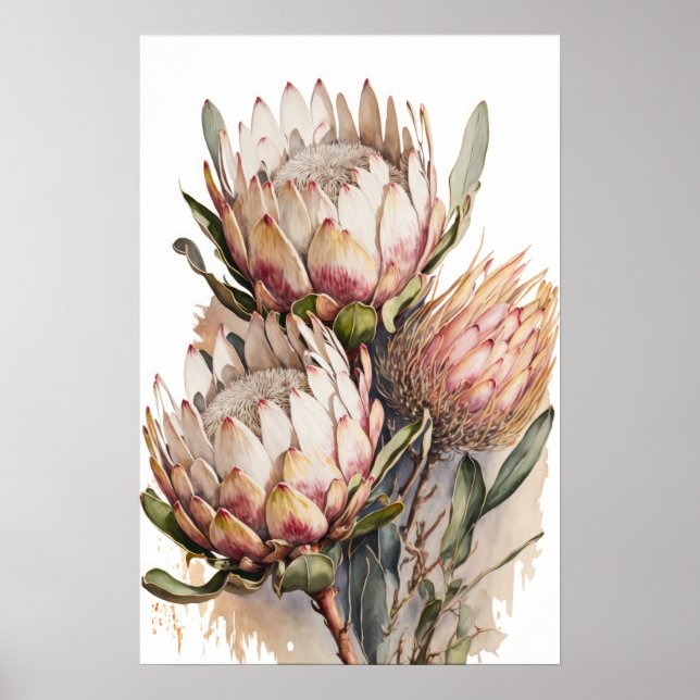 Póster Protea Sugarbushes Flores Art Print Poster (Frente)