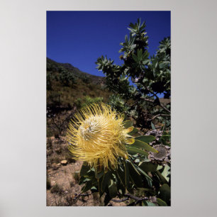 Póster Protea Waboom (Protea Nitidia), Langeberg