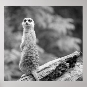Póster "Protective Meerkat"