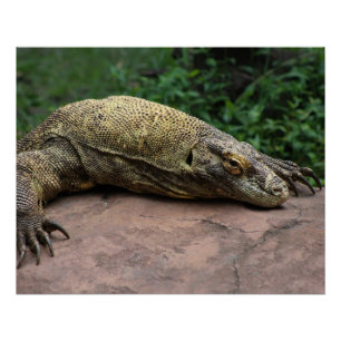 Póster Protector del dragón de Komodo
