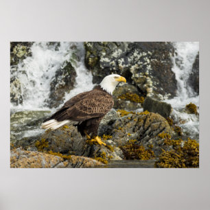 Póster Proud Bald Eagle