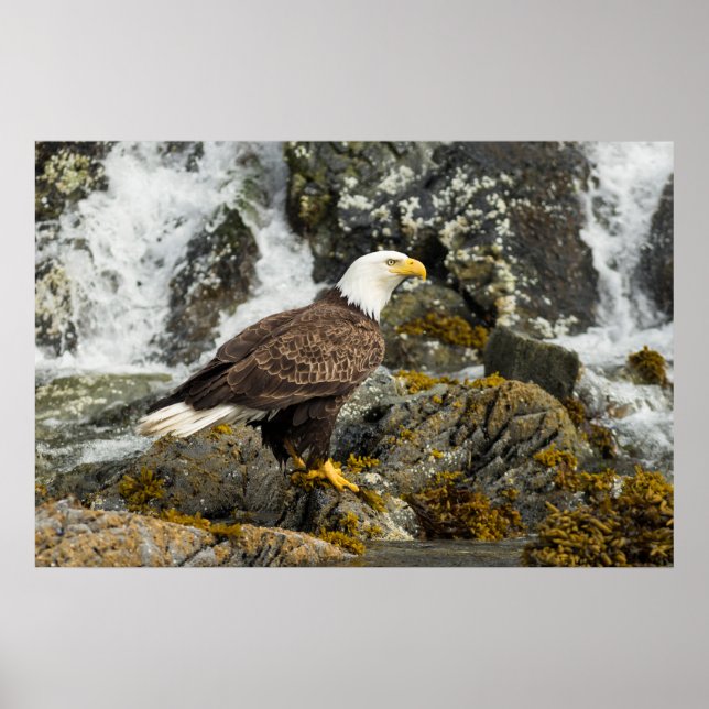 Póster Proud Bald Eagle (Frente)