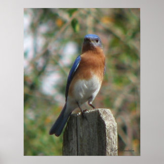 Póster Proud Bluebird Poster