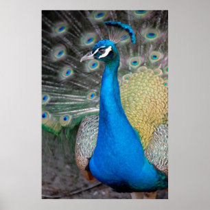 Póster Proud Peacock