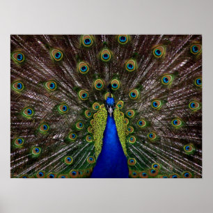 Póster Proud Peacock poster