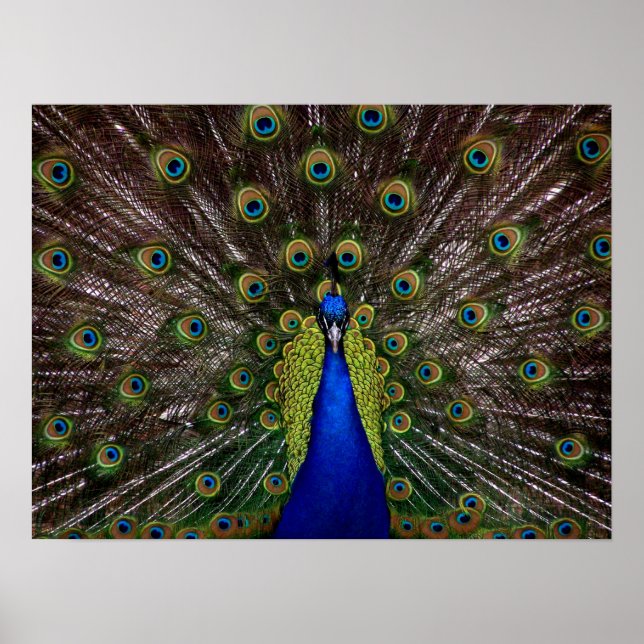 Póster Proud Peacock poster (Frente)