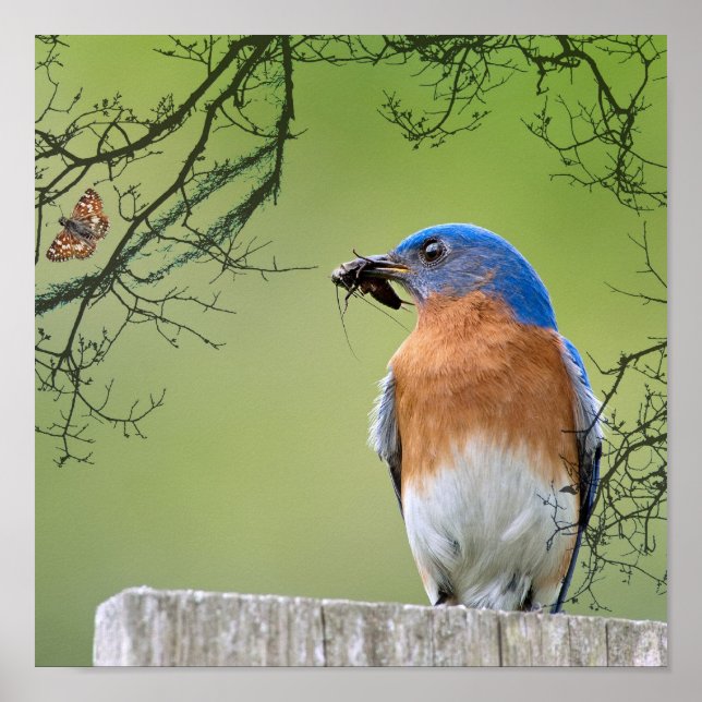 Póster Proveedor de Bluebird (Frente)