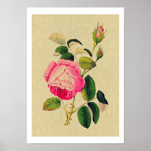 Póster Provence Rosa Vintage (Frente)