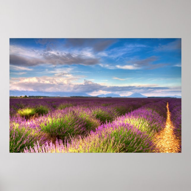 Póster Provenza - poster de campos de lavanda (Frente)