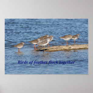 Póster Proverbio inglés del pájaro