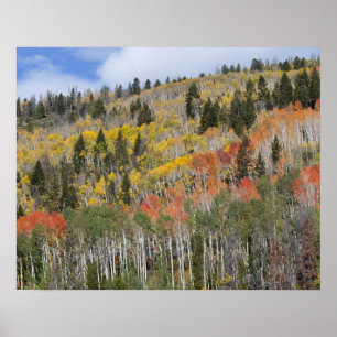 Póster Provo River and aspen trees