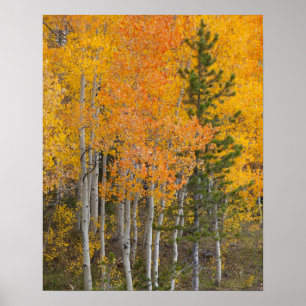 Póster Provo River and aspen trees