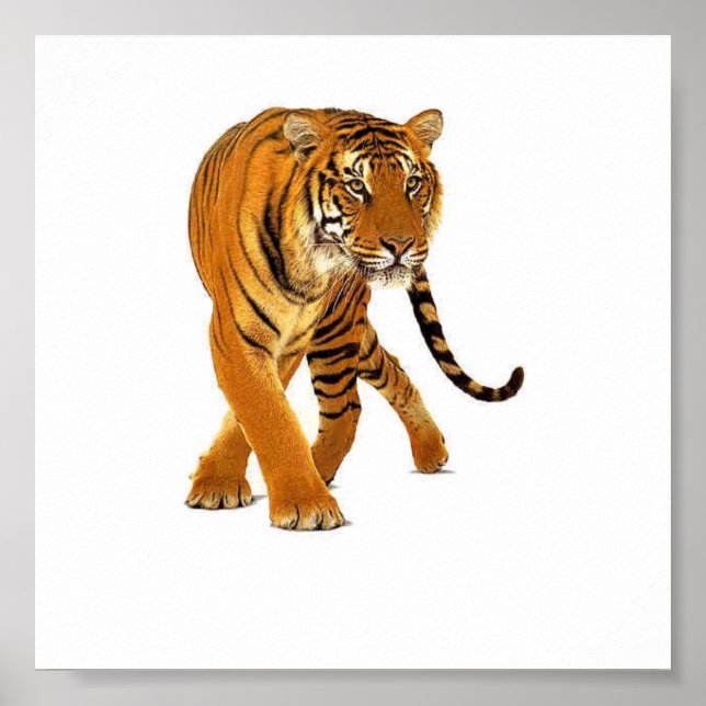 Póster Prowl de tigres (Frente)
