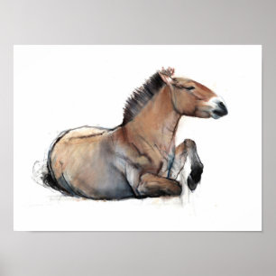 Póster Przewalski 2011