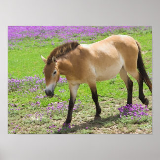 Póster Przewalskii Horse
