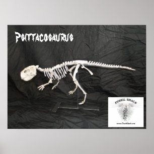 Póster Psittacosaurus Skeleton