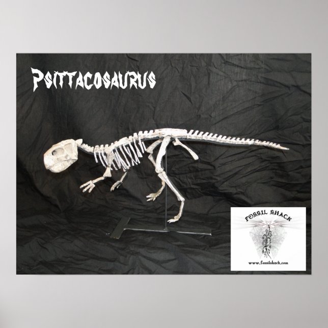 Póster Psittacosaurus Skeleton (Frente)