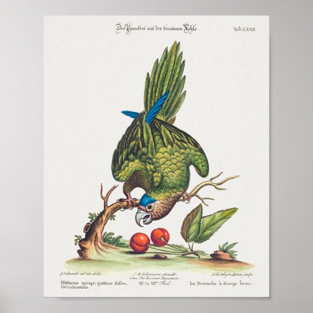 Póster Psittacus minor gutture fusco, occidentalis  1749 (Frente)