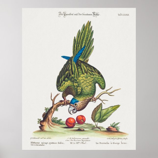 Póster Psittacus minor gutture fusco, occidentalis  1749 (Frente)