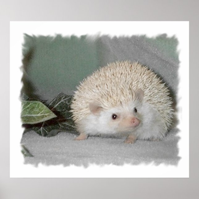 Póster Ptarmigan, el edgehog (Frente)