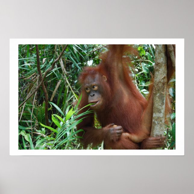 Póster Publicidad de citas salvajes (Frente)