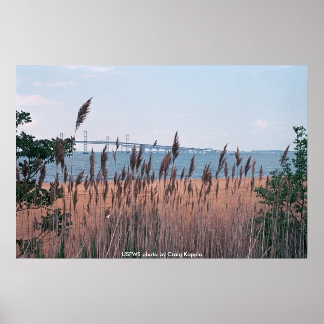 Póster Puente de la bahía de Chesapeak (Frente)