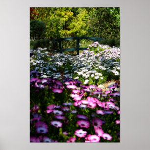 Póster "Puente floral", margaritas africanas