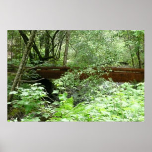 Póster Puente Muir Woods I