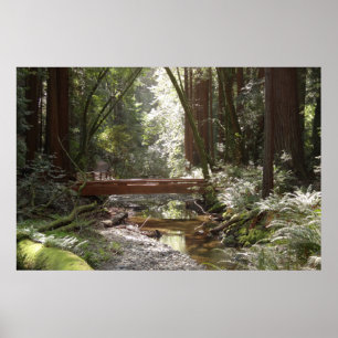 Póster Puente Muir Woods II