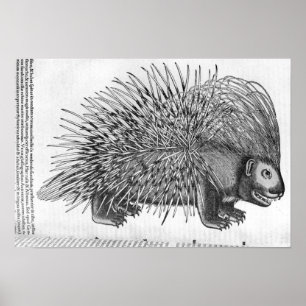 Póster Puerco espín, de 'Historia Animalium