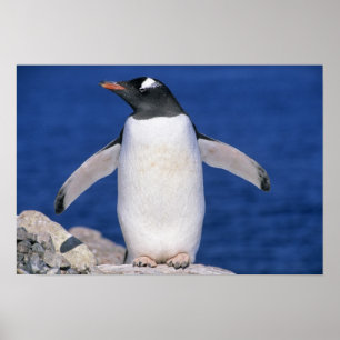 Póster Puerto del pingüino de Gentoo (Pygoscelis papua)