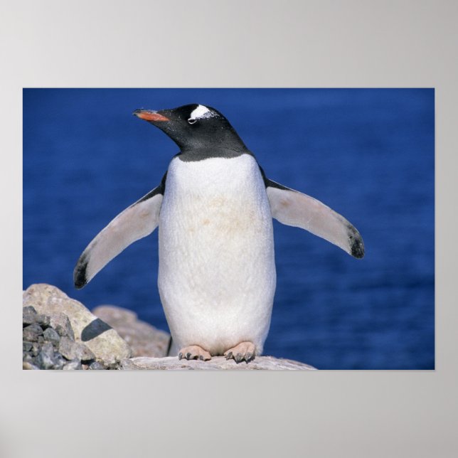 Póster Puerto del pingüino de Gentoo (Pygoscelis papua) (Frente)