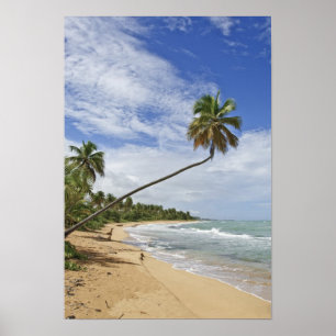 Póster Puerto Rico. Playa de Tres Palmitas Puerto Rico