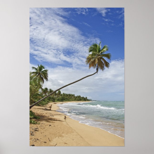 Póster Puerto Rico. Playa de Tres Palmitas Puerto Rico (Frente)