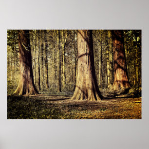 Póster Puesta de sol en el bosque