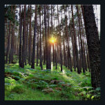 Póster Puesta de Sol en el bosque<br><div class="desc">Puesta de sol en un bosque de pinos</div>