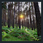 Póster Puesta de Sol en el bosque<br><div class="desc">Puesta de sol en un bosque de pinos</div>